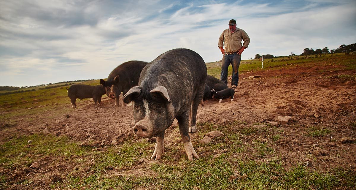 Family builds a paddock to plate Berkshire pig enterprise