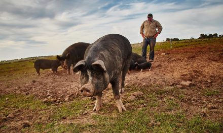 Family builds a paddock to plate Berkshire pig enterprise