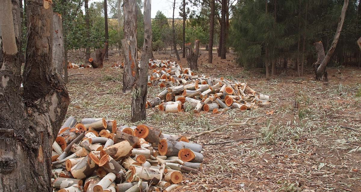 Are woodlots worthwhile?