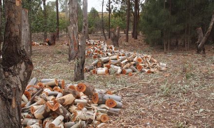 Are woodlots worthwhile?