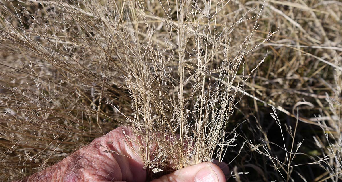 Choosing pasture grasses