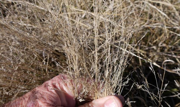 Choosing pasture grasses