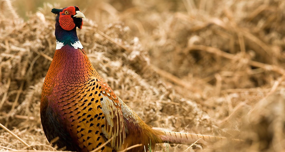 Rearing game birds