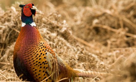 Rearing game birds