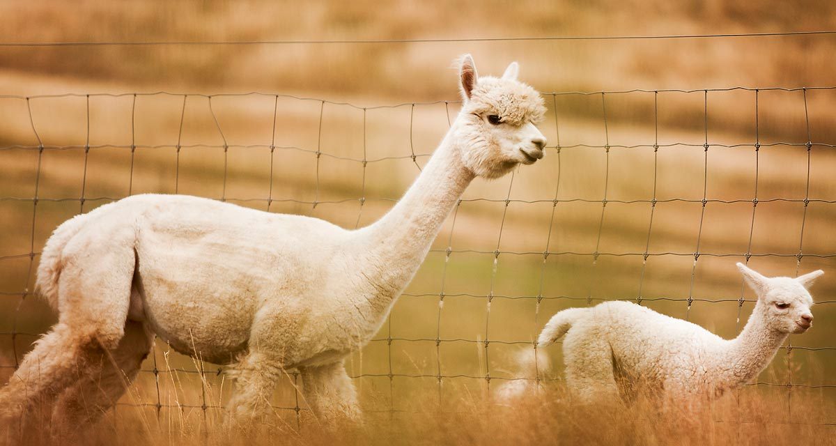 Alpaca shearing season flat-out for Shane