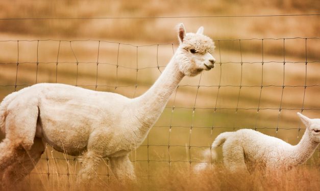 Alpaca shearing season flat-out for Shane