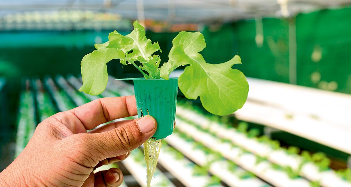 Getting started with aquaponics