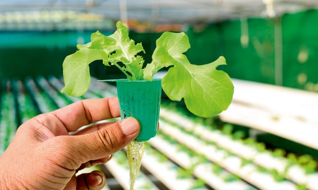 Getting started with aquaponics