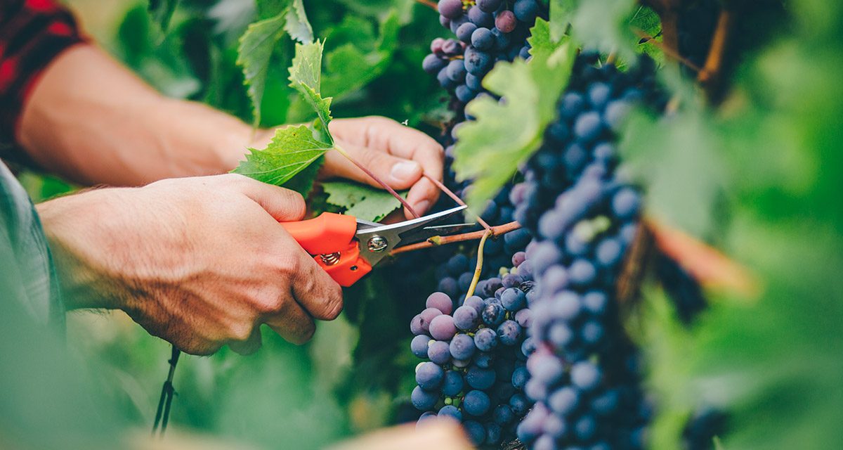 Growing grapes for wineries