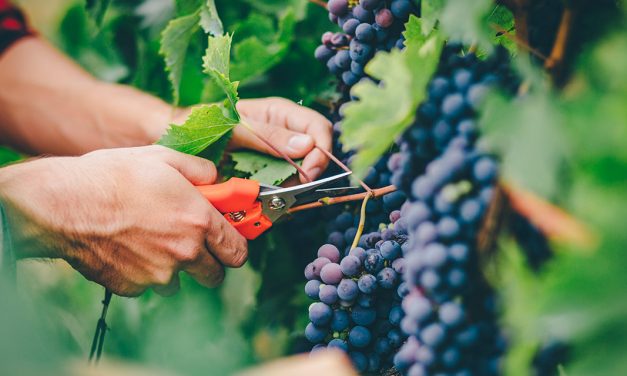 Growing grapes for wineries