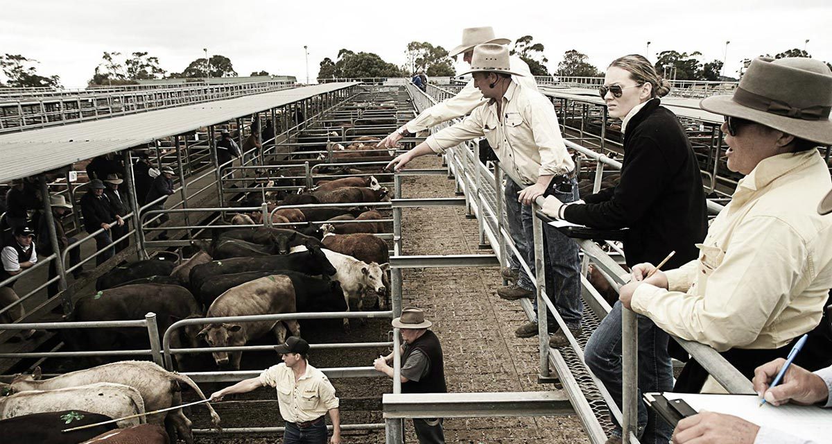 Market options for sheep and cattle