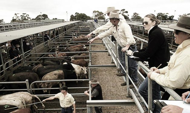 Market options for sheep and cattle