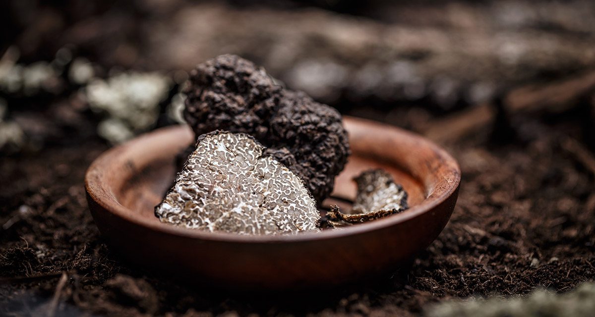 Truffles taking off in Australia