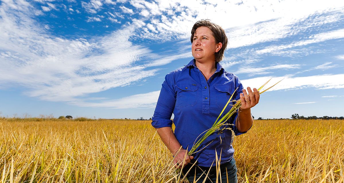 Growing Rice in Deniliquin