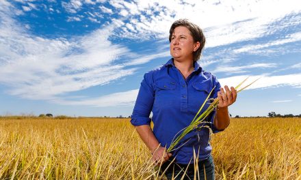 Growing Rice in Deniliquin