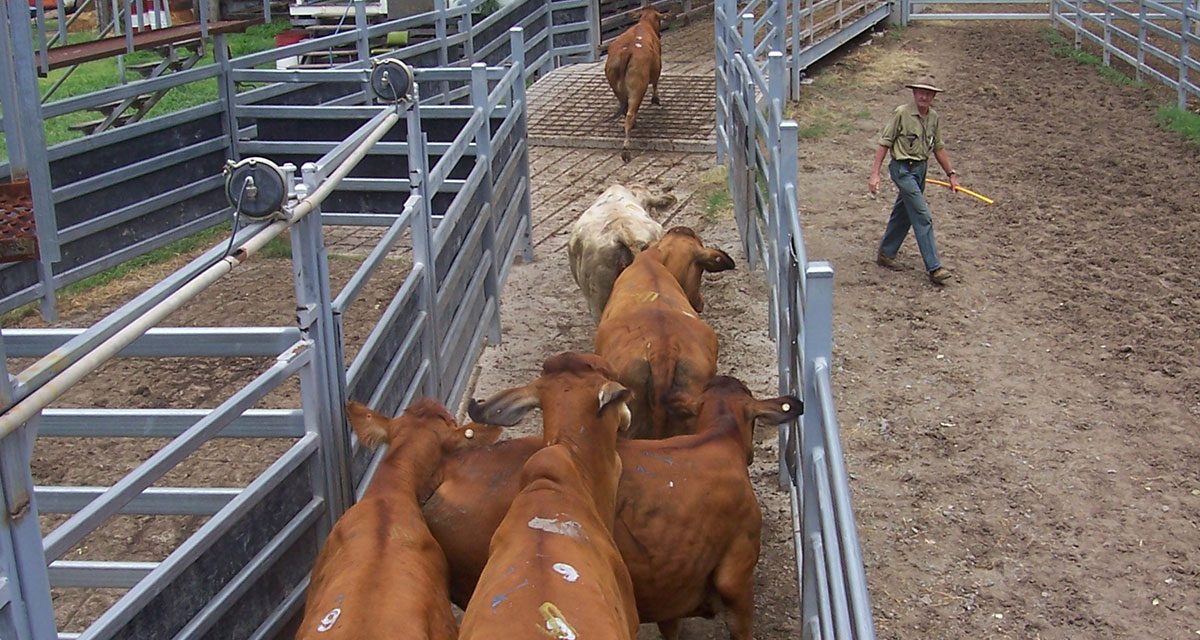 Cattle Yards For Small Farms