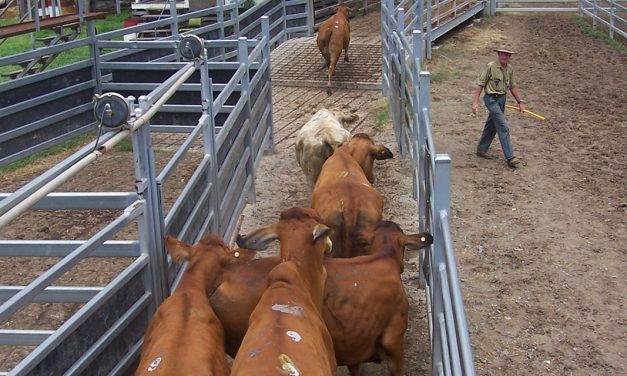 Cattle Yards For Small Farms