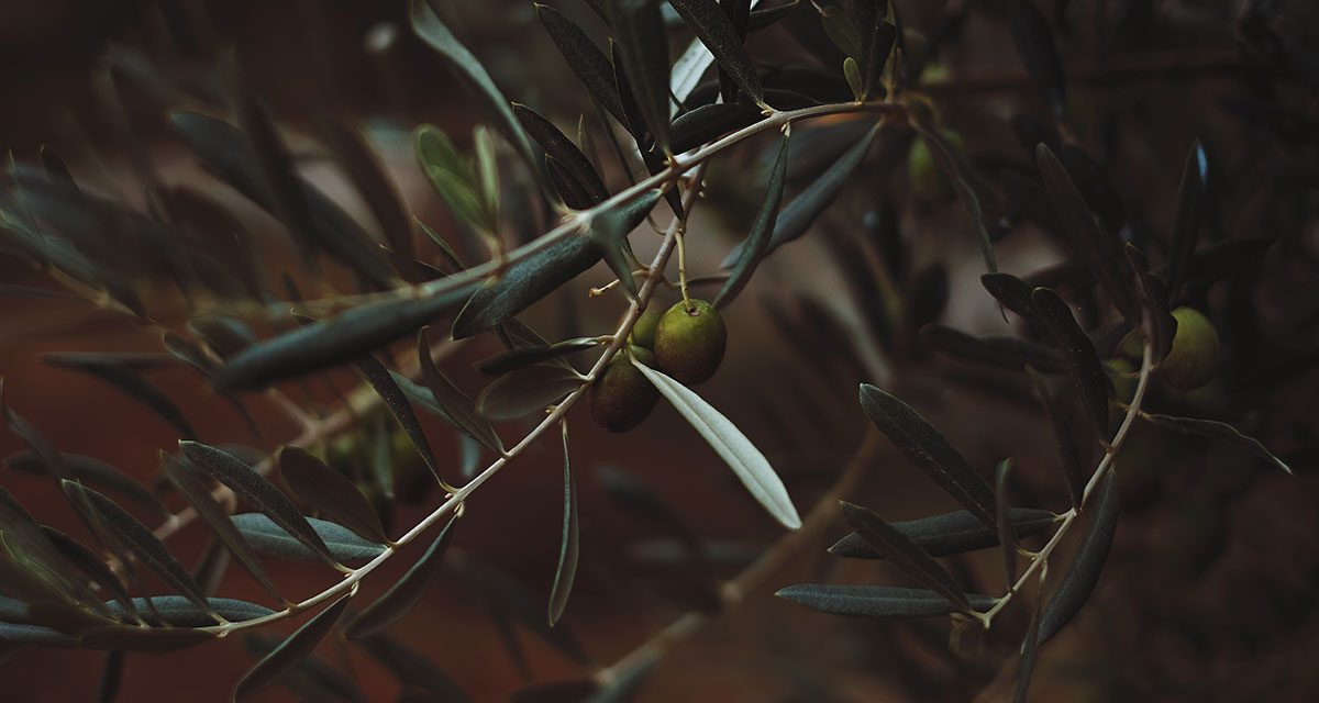 Oiling The Wheels Of The Small Farm Olive Industry