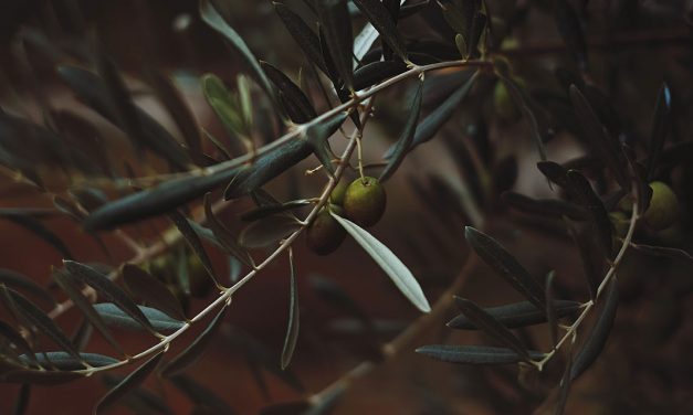 Oiling The Wheels Of The Small Farm Olive Industry