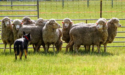 Act now to prevent milk fever in sheep