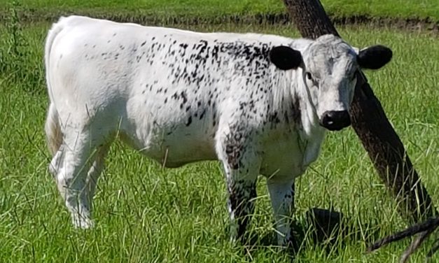 Which cattle breed is best for you?