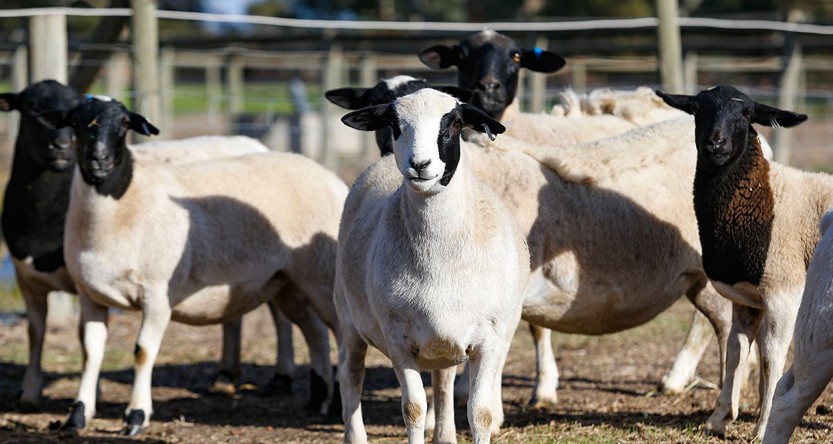 Dorpers – producing big numbers on a very small farm