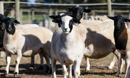 Dorpers – producing big numbers on a very small farm