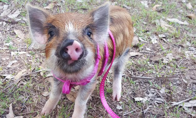 Tiny trotters are proving big business in Queensland