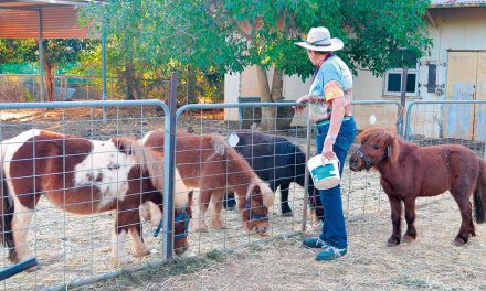 Little horses for little blocks