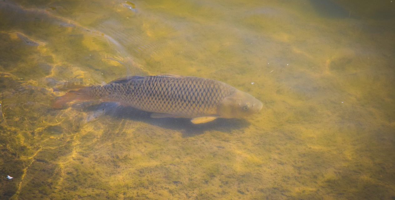 National Carp Control Plan on track to deliver