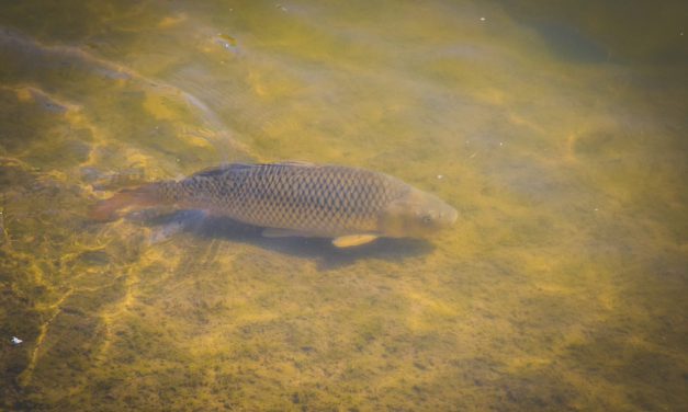 National Carp Control Plan on track to deliver