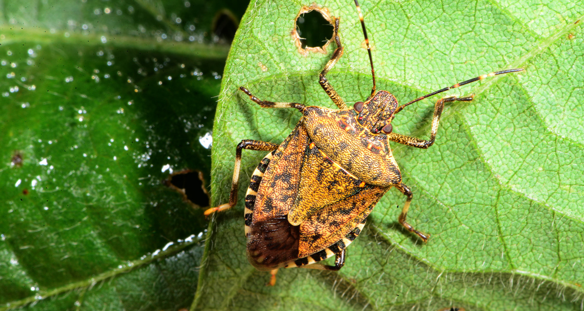 Stink bug response winds down for Winter
