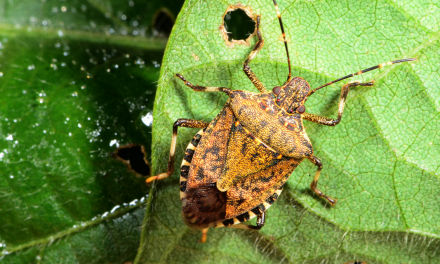 Stink bug response winds down for Winter