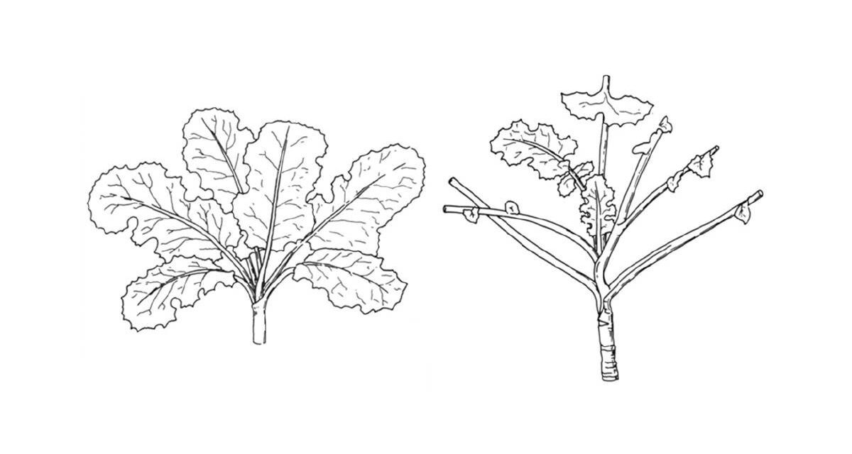 Canola spray compliance an industry-wide effort