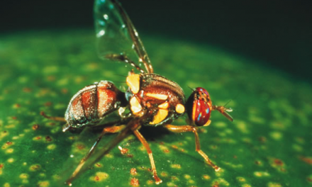 Innovative science is key in the fight against fruit fly