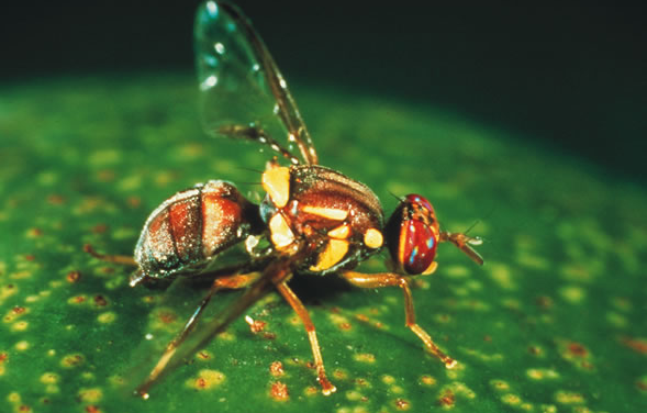 Innovative science is key in the fight against fruit fly