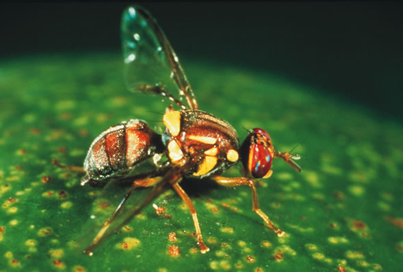 Innovative science is key in the fight against fruit fly