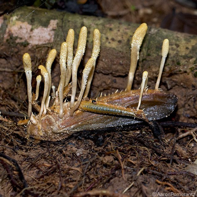 Billions of fungi belong to just a few types (and some are carnivorous)