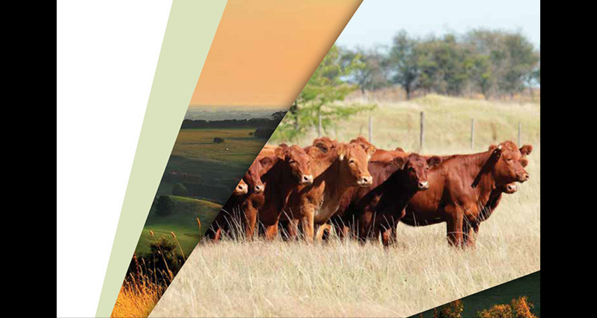 AUSSIE BEEF: HALVING EMISSIONS AND LEADING SUSTAINABLE PRODUCTION