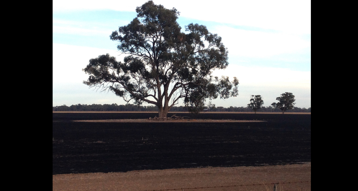 Protecting Paddock Trees While Burning Off