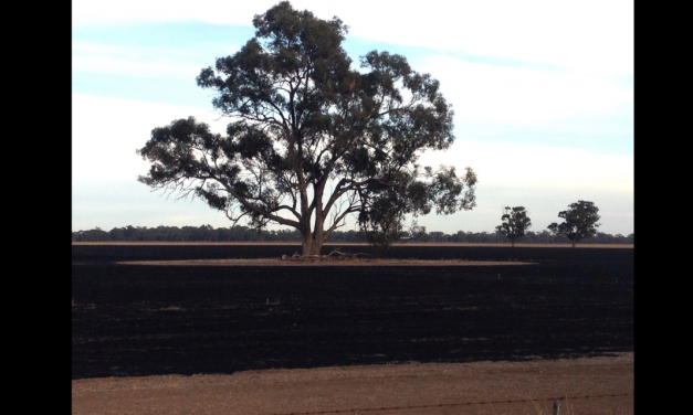 Protecting Paddock Trees While Burning Off