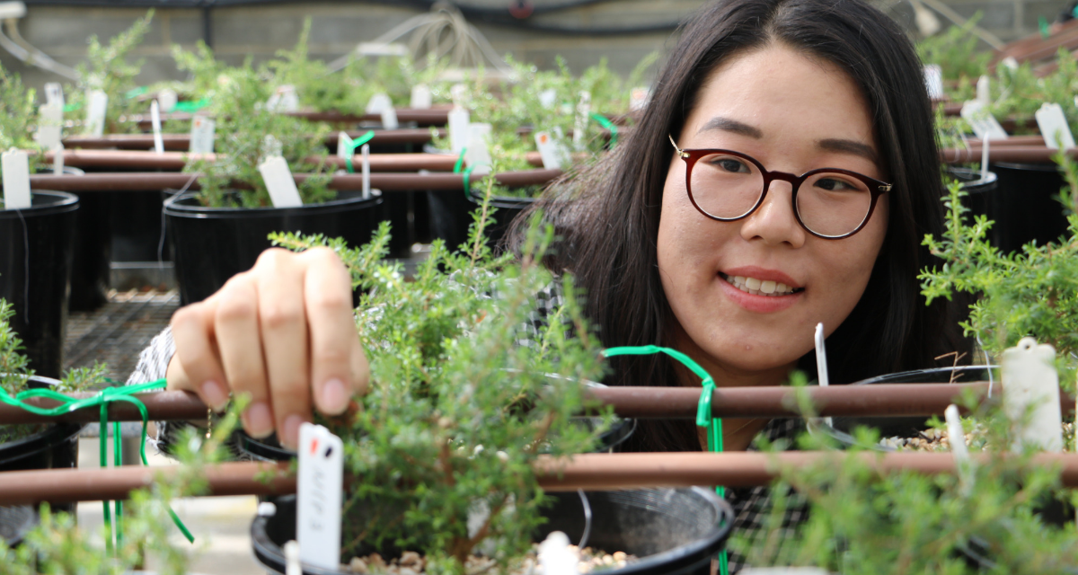 Science gives Tassie’s essential oils a boost