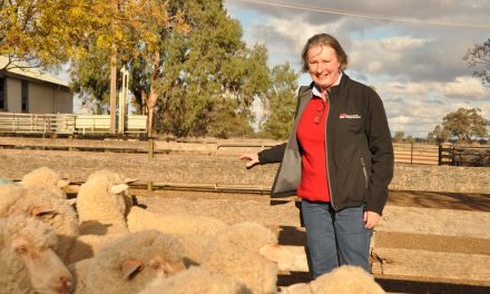 Magnificent Merinos: Designer clothing, sportswear and Sunday roast