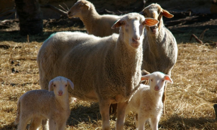 Wool odour could be key to protecting sheep from flystrike