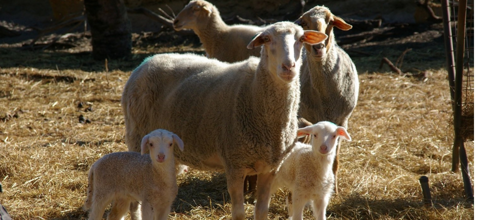 Wool odour could be key to protecting sheep from flystrike