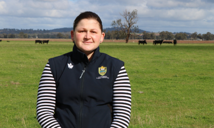 Charles Sturt research examines pre-feedlot vaccination and cattle weight loss