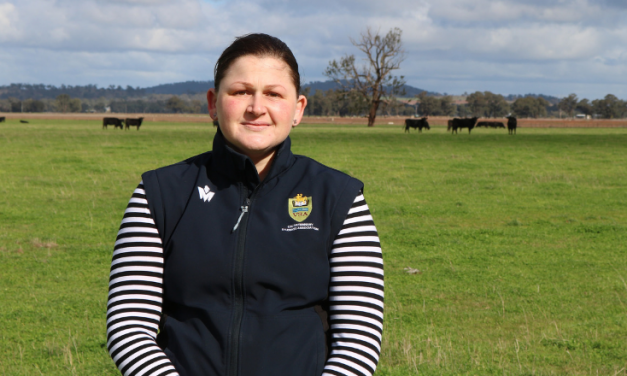 Charles Sturt research examines pre-feedlot vaccination and cattle weight loss