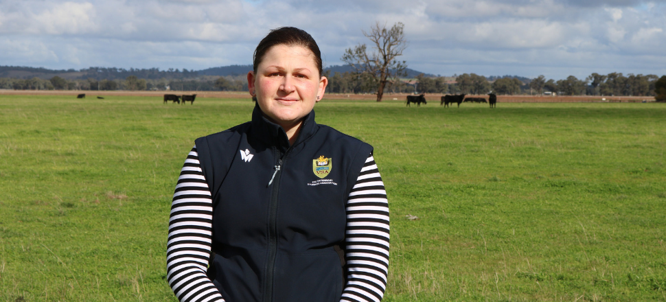 Charles Sturt research examines pre-feedlot vaccination and cattle weight loss