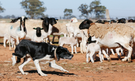 Stage set for epic competition to crown Australia’s hardest working farm dog