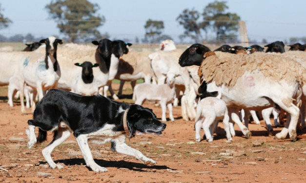 Stage set for epic competition to crown Australia’s hardest working farm dog